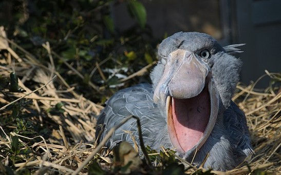 Get to Know Shoebill: Africa's Intimidating, Giant Prehistoric-Looking Bird Is Under Threat 