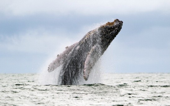 COLOMBIA-WILDLIFE-WHALE-URAMBA BAHIA MALAGA