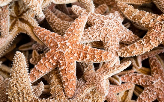 Ancient 3D Star-shaped Fossil Still Baffles Scientists a Century After Its Discovery, Might Not Be a Living Thing After All