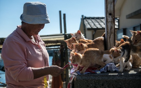 Japan's Island of Cats