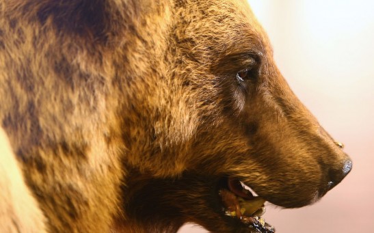 Dead Brown Bear Bruno Exposed To Public