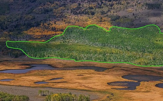 World's Largest Organism Struggles Due to Overgrazing of Deers, Elk