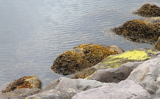 8,000-Kilometer Blob of Seaweed Smelling Like Rotten Eggs Heading Toward Florida Could Wreak Havoc on Local Ecosystems  KW: seaweed, rotten eggs, ecosystems, Florida, Gulf of Mexico