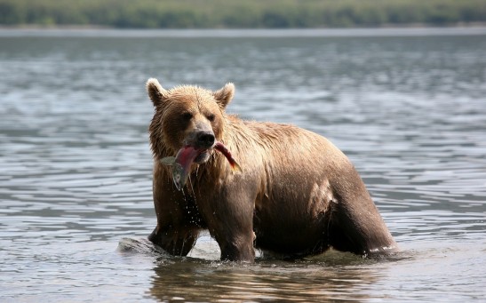 Hungry Bears Are Coming Out of Hibernation as Spring Season Begins, Experts Warn 