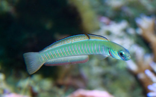 New Species of Colorful Fish With Yellow Head Identified in Australian Museum