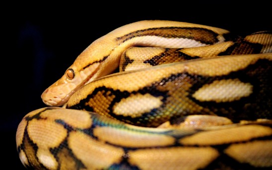 Snake in the Bathroom: 50-Pound Python Found in a Toilet in Thailand; How To Respond to This Situation?