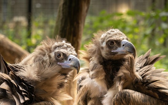 Endangered Vultures Now Back From Extinction in Bulgaria After 36 Years Thanks to a Reintroduction Initiative