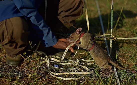 TANZANIA-LANDMINES-RATS
