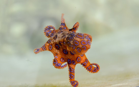 Blue-ringed octopus 