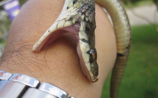 How to Survive a Snake Bite and First Aid Do's and Don'ts