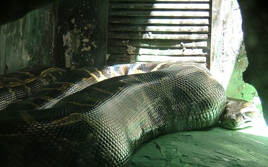 5-Foot Alligator Removed From 18-Foot Burmese Python's Stomach; How Snakes Eat Their Prey Whole?