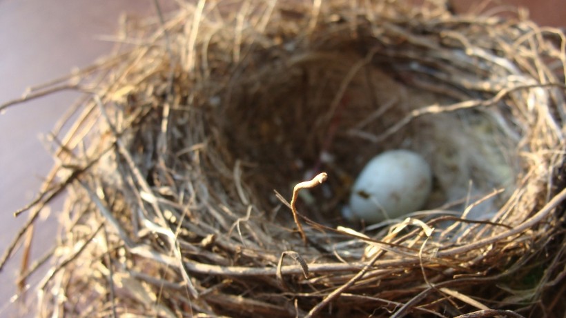 Egg Nest 