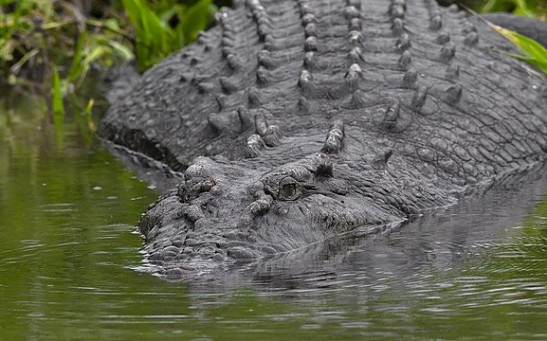 14-Foot Crocodile Dubbed Croczilla Is the Largest in Everglades; How Long Can Crocs Grow?