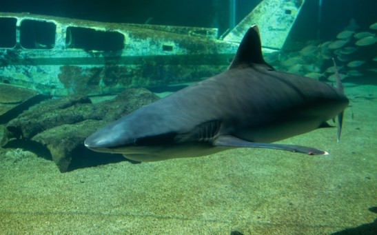 14-Foot Smalltooth Sand Tiger Shark Washed Up on Irish Beach, Second Case in UK in 2023; Is This Rare Specie Aggressive?