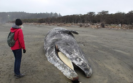 41-Foot Gray Whale's Cause of Death Revealed After Necropsy; Biologist Explains Stranding