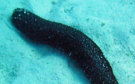 Sea Cucumber Shoots Silky, Sticky Substance From Its Butt to Defend Itself From a Crab [Watch]