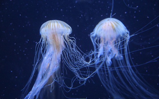 Newly Discovered Box Jellyfish Species in Hong Kong Highlights Rich Diversity of Marine Life in Chinese Waters