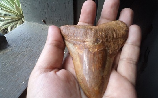 Half-Palm-Sized Tooth Found in Prince George Belongs to Prehistoric Megalodon [SEE PHOTO]