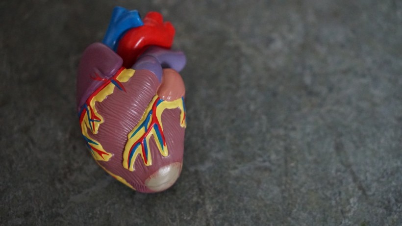 Human heart 