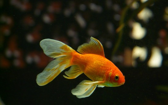Goldfish Turned Into a Cyborg: Scientists Attempt to Record Neuronal Activity of the Fish To Understand Their Evolution