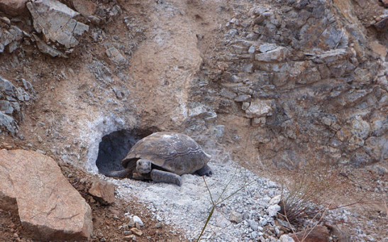 Las Vegas' Popular Tortoise Mojave Max Emerges From Winter Burrow Marking Earliest Spring in  Decades