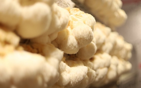 Leather Made From Mushroom? Mycelium Used To Create a Self-Healing Wearable Material