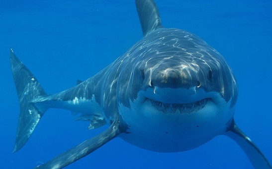 Diver Escapes Death After 16-Foot Great White Chomps Glass Cage; How Aggressive Is the Shark? [Watch]