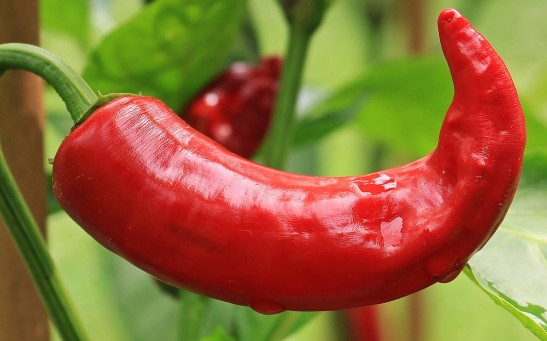 Chili pepper 