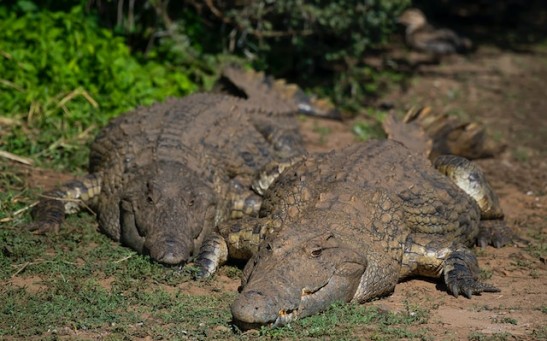 2 Giant Crocodiles Killed in Search for Missing Man in Queensland; Conservationist Expressed Concerns Over Culling of the Crocs