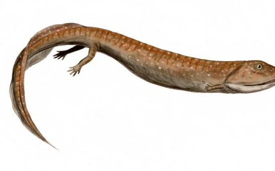 Reconstructed 330-Million-Year-Old Fossils of the 'Tadpole From Hell' Reveal a Shape Similar to a Crocodile