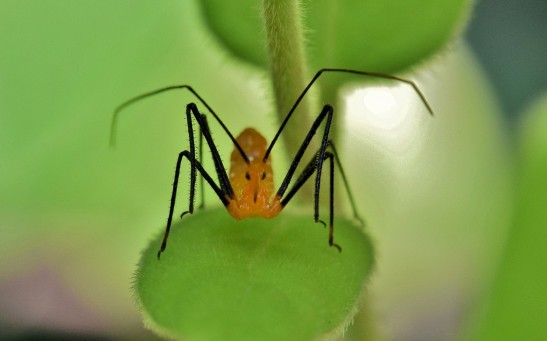 Assassin Bugs Use a Lethal Tool To Capture Their Prey, Giving These Insects Selective Advantage