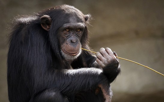 China Succeeds on World's First Brain-Computer Interface Experiment on a Monkey, Now at the Forefront of Technology War