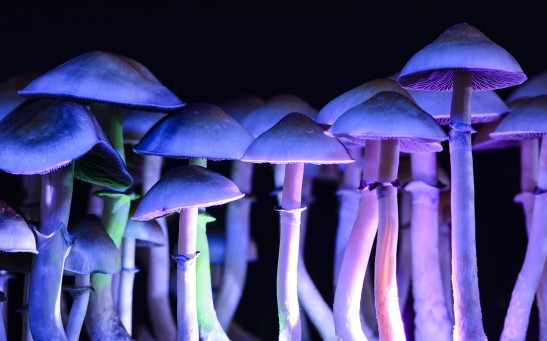 'Magic Mushrooms' May Have Improved a Man's Color Blindness After a Week of Self-Administered Test