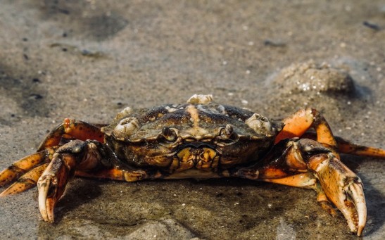 Dungeness crab 