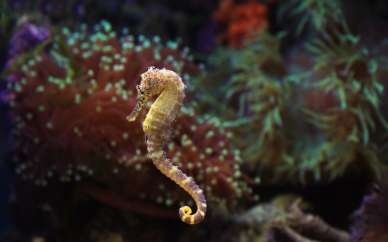 Seahorse Hotels Installed off the Coast of Australia To Save Their Species From Extinction