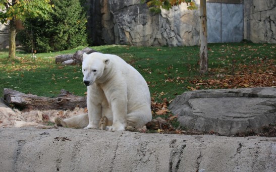 Polar Bear Jail in Churchill Built to Keep Wayward Predators; The First of Its Kind in Animal Conservation 