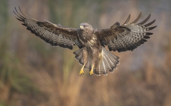 Bird Vs. Human: Buzzard Attacks Runner That Left Him Traumatized With Six Holes in His Head