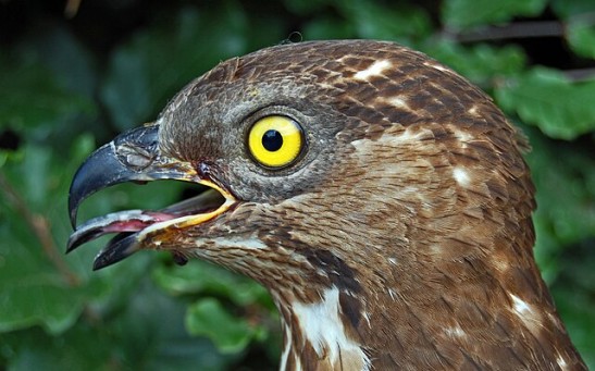 Runner From Scotland Left With Six Holes, Painful Clawmarks  on Head After Buzzard Attack