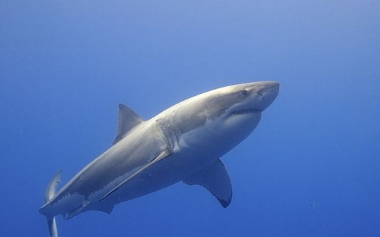 12-Foot, 1,200-Pound Great White Shark Spotted Off the Coast of South Carolina After Vanishing From Data-Tracking Tool For a Year