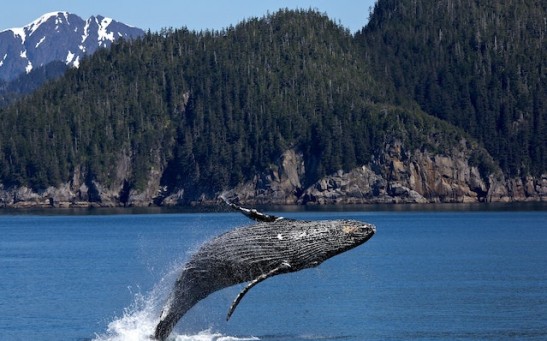 Mysterious Paradox About Whales Having Low Risk of Cancer Despite Their Size Solved [Study]