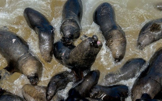 CHILE-FISHING-SEA LIONS-CONFLICT