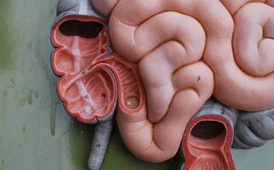 What is the Purpose of Appendix? Scientists Look for Answers in the Human Evolution