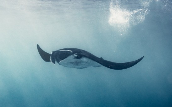 Tracking the Giant Stingray Caught in Cambodia Gives Insights to Their Disappearance and Helps Save Them from Being Endangered