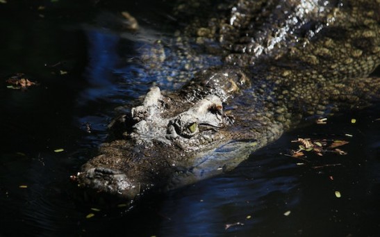 Aussie Man Survives Crocodile's Death Grip After Freeing His Head From Its Jaw; What Do You Need to Know About Saltwater Crocs?