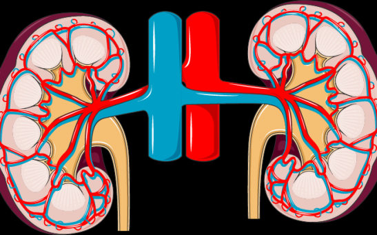 How Much Is a Kidney Worth? Is It Safe to Live With Only 1 of This Organ?