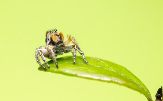 Baby Jumping Spiders Have Keen Vision, Experts Investigate How These Hatchlings See the World