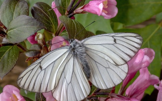 Black-veined white butterfly 