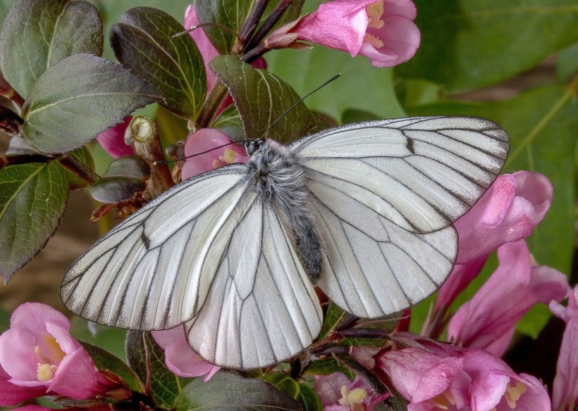 Black-veined white butterfly 