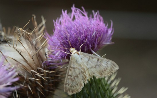  Moths Face Urbanization Threats and Decline; Conservationists Call for Protection Similar to Bees