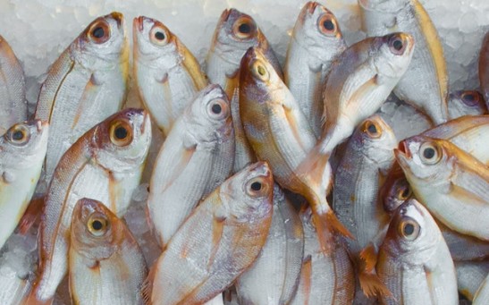 Does Fish Feel Pain? Are There  Ways to Eat Fish Ethically?